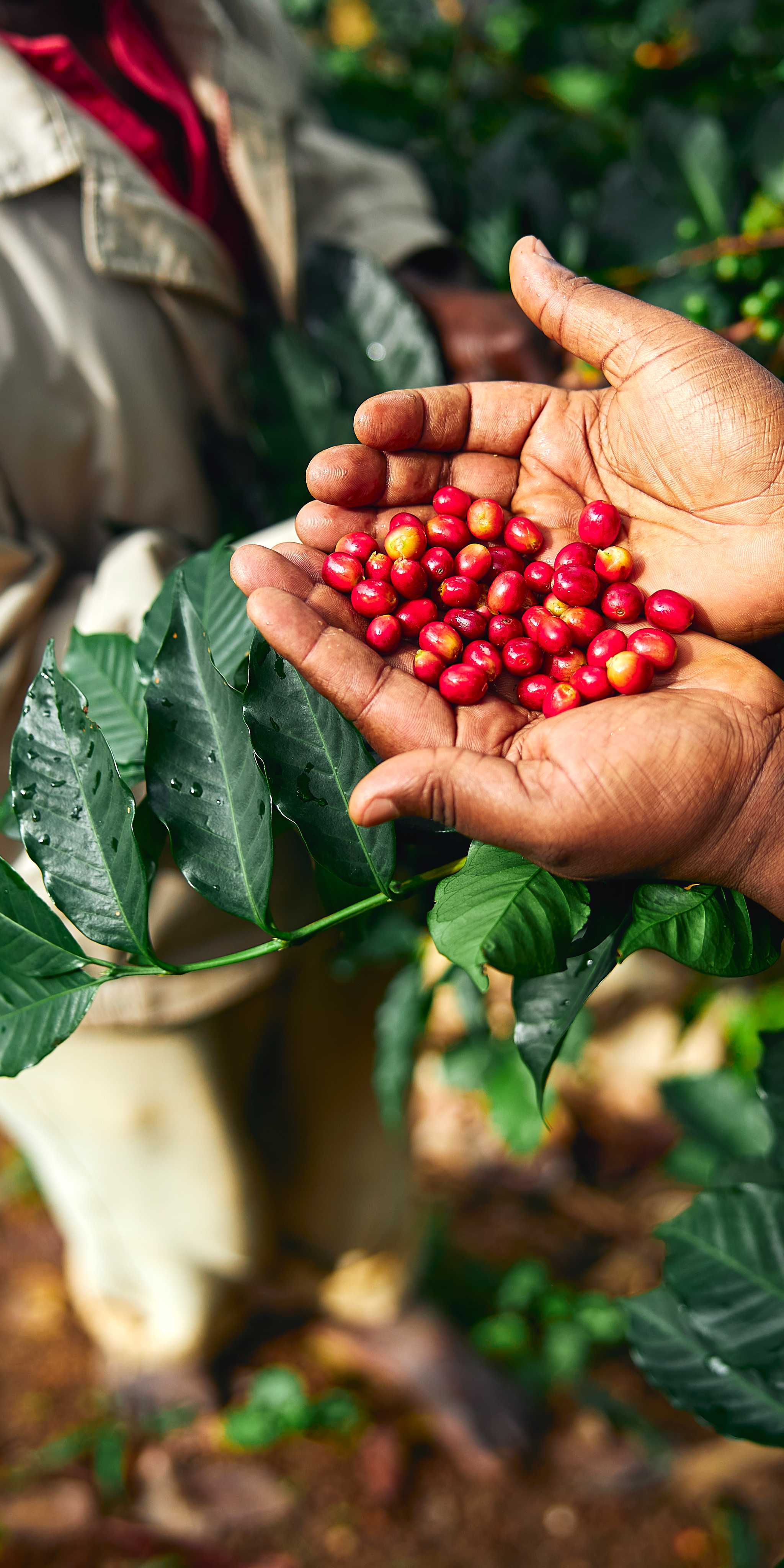 Baroida Coffee Plantation Kainantu Eastern Highlands